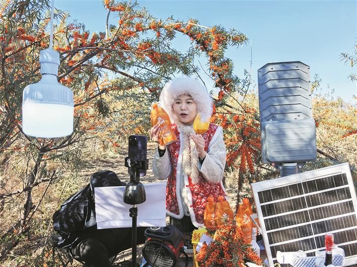 圖片新聞丨沙棘地里開(kāi)直播，5.2萬(wàn)畝金果助增收